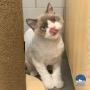 옹알옹알 | 기흥고양이미용 무마취만 가능한 쏘캣이에요 :) [용인/수지/동천]