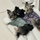 이중인 묘 | 강아지 쿠션 추천 페스텝 이중누빔 탄탄이 방석, 고양이도 같이 사용한 후기