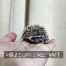 펫엔글라이더 인천점 이미지