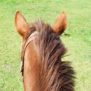 어승생승마장 이미지