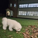 도그다움 | 유치원 부터 호텔까지 가능한 :: 동탄애견유치원 도그다움 동탄점