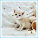 대전고양이분양 퍼피댕 캣 안심분양소 둔산점 | 대전말티즈분양 여기 추천