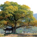느티나무하우스 네이버블로그