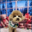 오늘도 예쁘개 이미지