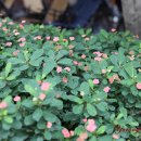 뮌스터담 이미지