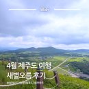 초원게스트 | 4월 제주도 여행 가볼만한 곳 새별오름 주차 소요시간 등 후기