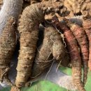 종삼농장 이미지