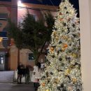 엠오바이오 | 압구정로데오 카페 트리가 예쁜 카페 빠니드 엠 무니 솔직후기