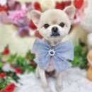 호텔미인 이미지