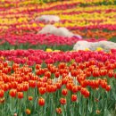 무릉 3지구 이미지