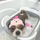 끌레르독 이미지