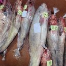 목포수협활어위판장 싱싱한 자연산 민어 숫치 가격 떨어졌습니다!! 이미지