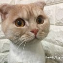 장화신은 고양이 & 강아지 미용 이미지