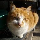 고양이의 하루 이미지