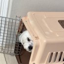 봄강아지 이미지