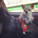 히포코코 이미지