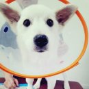 마송 동물병원 이미지