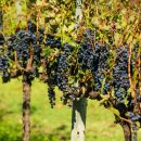 C . H . H . Farm 이미지