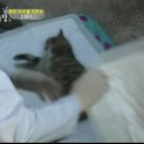 낭만고양이