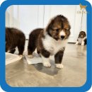 옥정강아지 이미지