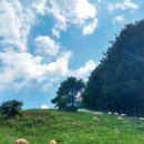 정선양떼목장 이미지