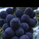 도양농장 이미지