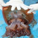 탄도민박 이미지