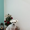 멍블리즈 이미지