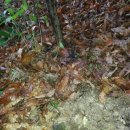 자연산천마 천마 배송사진 천마먹는방법 주의사항 자연산약초 입니다.. 이미지