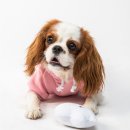 워너비동물병원 용산점 이미지