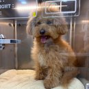 달래동물의료센터 | [다니에르 리뷰] 반포동물병원 반포베이스동물의료센터 후기