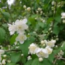 류인석 선생 묘역  이미지