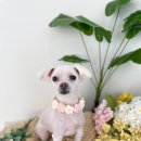 댕그리 펫 살롱 이미지