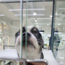 도로시 펫 이미지