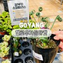 고양 삼송 식쇼핑 헬로우가든마켓, 알부카 식물 구입후기