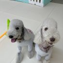 가치있개 반려견 유치원 이미지