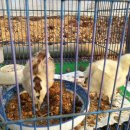 태평여자 이미지