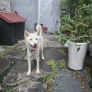 데려온지 70일된 백순이 이미지