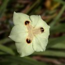 디에테스 그란디플로라(Dietes grandiflora) 이미지