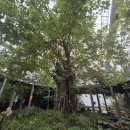 바오밥나무 | [바오밥식물원베이커리&amp;카페] 화성 식물원 베이커리 카페 내돈내산 후기 | 대형 바오밥나무가 있는 카페