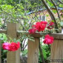 장미민박 이미지