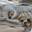 체인지펫미용 이미지