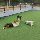 더 퍼피즈 블루 오션 쿡 이미지