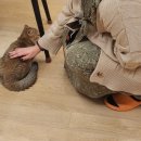 캣카페 집사의하루 분당점 이미지