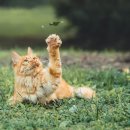 멍때리는 고양이 이미지