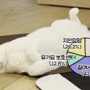 미야옹철 구독자들의 고양이 입양경로 통계 이미지