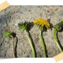 토종건강원 이미지