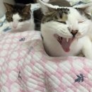 뽑끼뽑끼 | 안뇽 내가 왔다 움하하