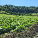 충주시 동량면 전 매매 전3051㎡ 3.3㎡당13만원 이미지