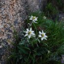 에델바이스 이미지